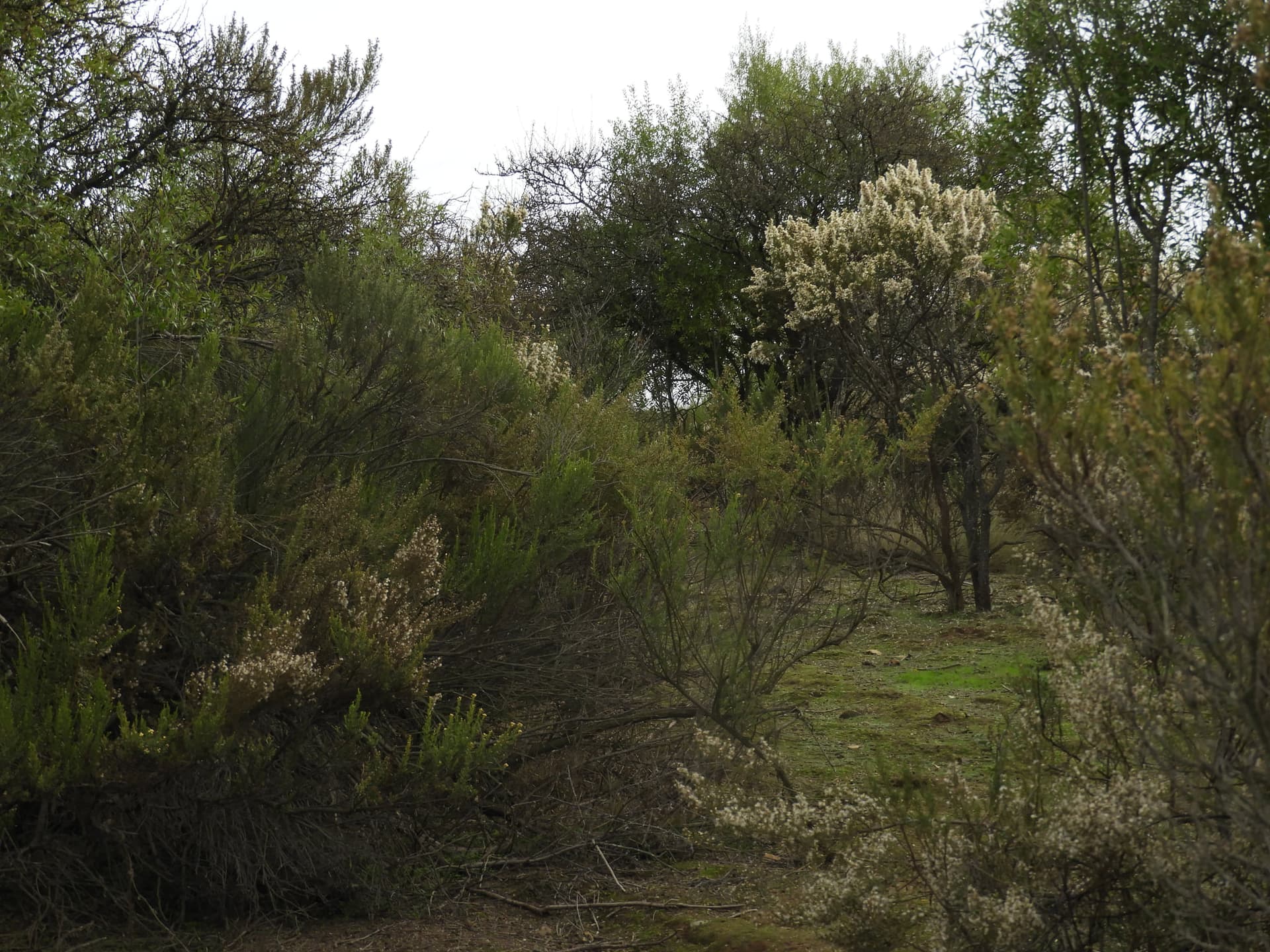 Bosque nativo