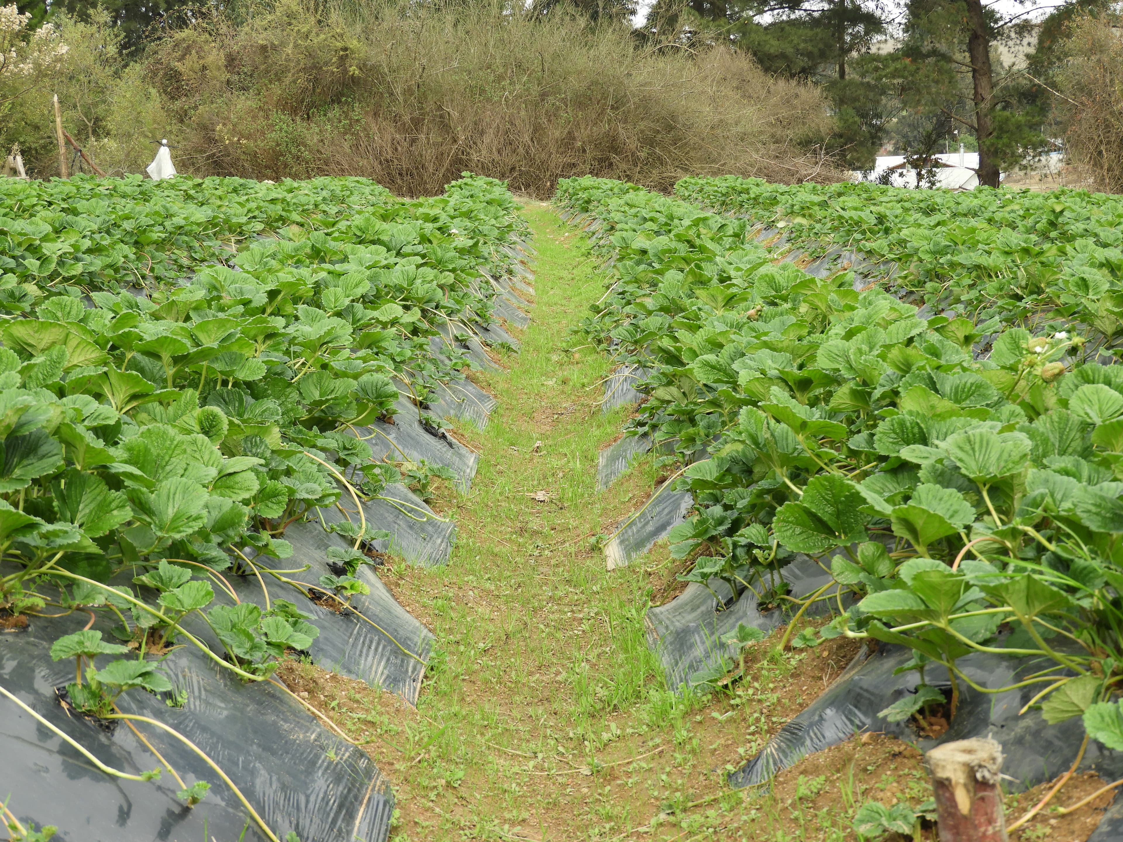 Experiencia en GRANJA